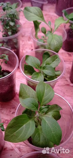 Петуния Опера суприм пинк морн, черенки