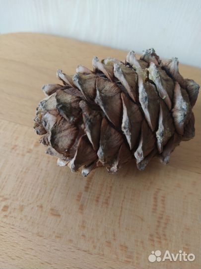 Шишка кедровая