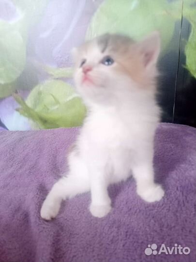 Котенок девочка бесплатно