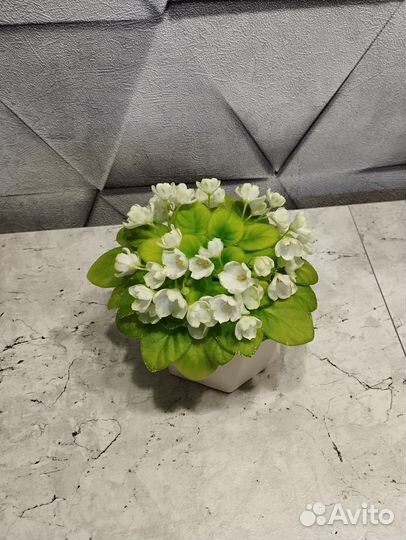 Детки мини фиалок