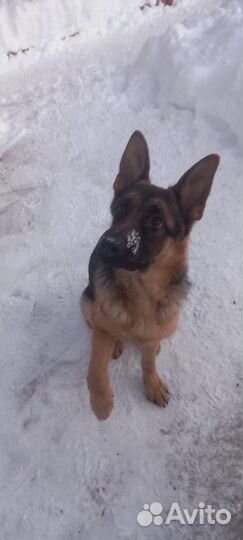 Немецкая овчарка