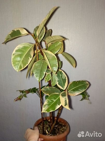 Фикус каучуконосный