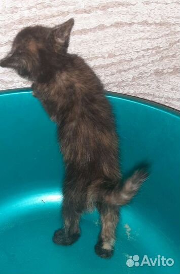 Кошка в дар