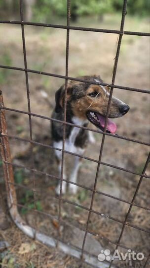 Девочка примерно 2,5 года