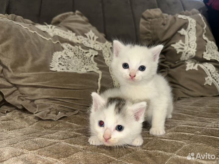 Отдаем котят в добрые руки