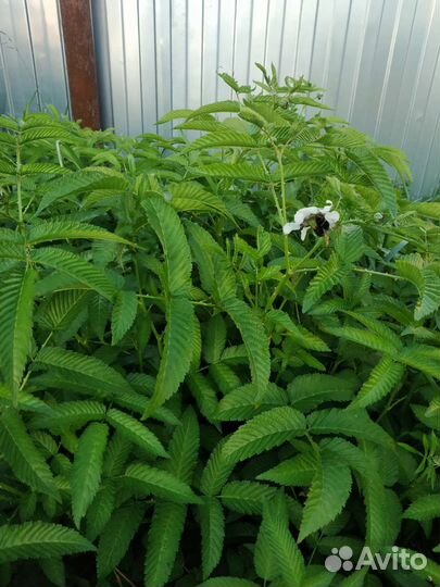 Тибетская розолистная малина