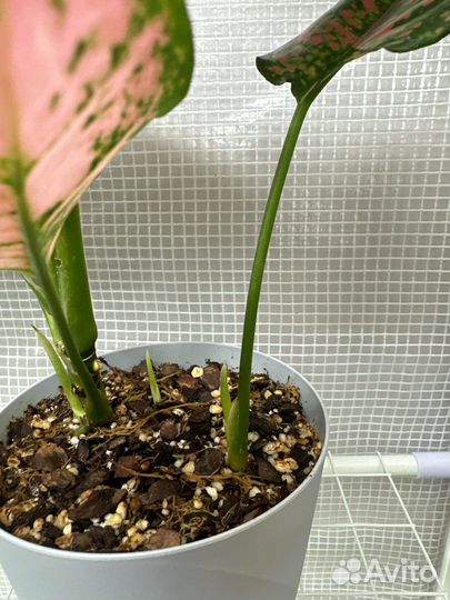 Аглаонема споттед стар