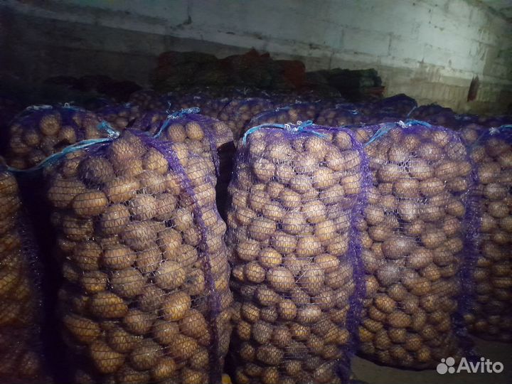 Семенной картофель