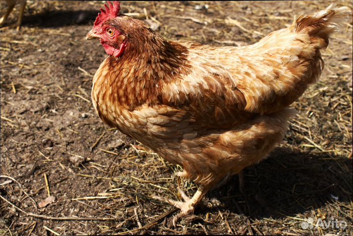 Курочки с доставкой