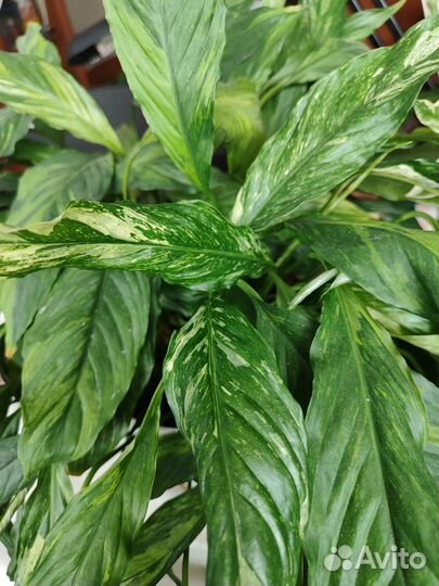 Спатифиллум moon shadow,джемини