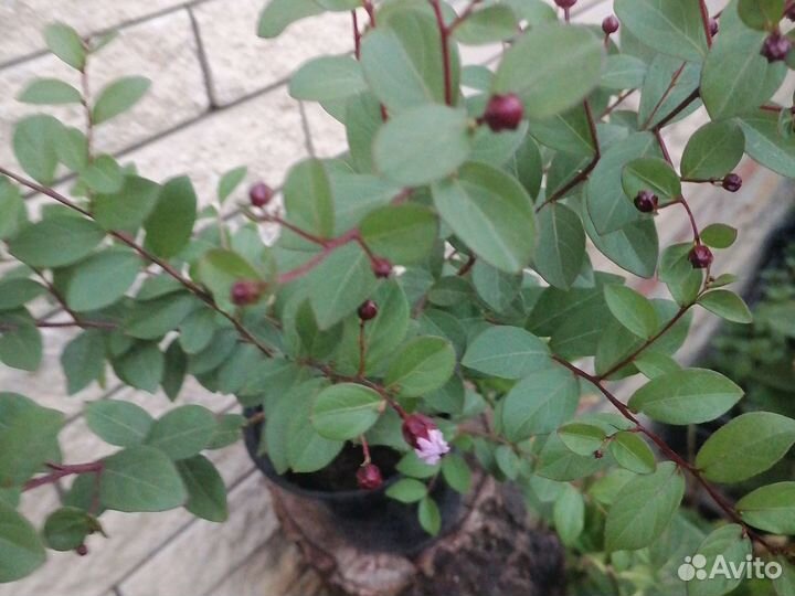 Лагерстремия Черничная