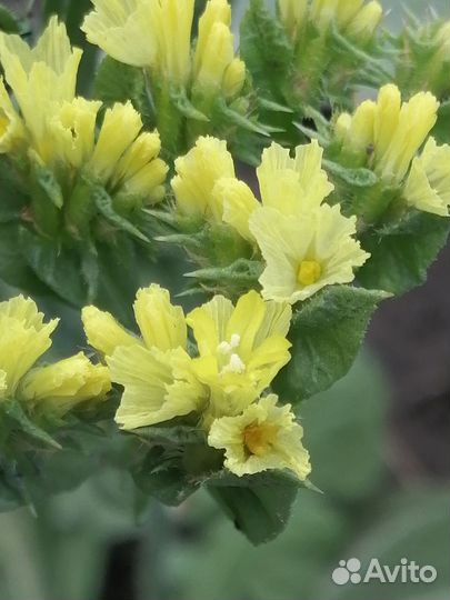 Лобелия, астра, хоста