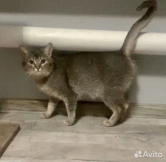 Кошка-подросток Милагрос