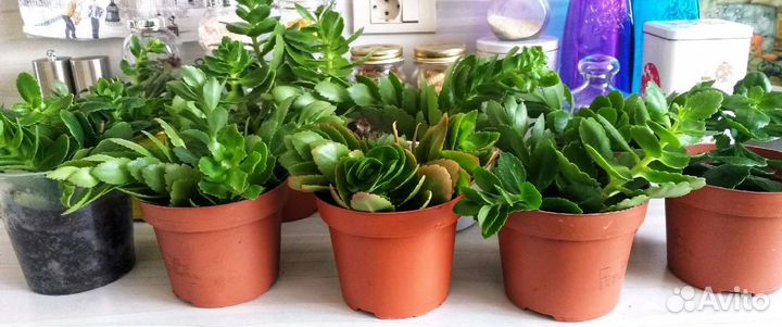 Каланхоэ комнатные цветы