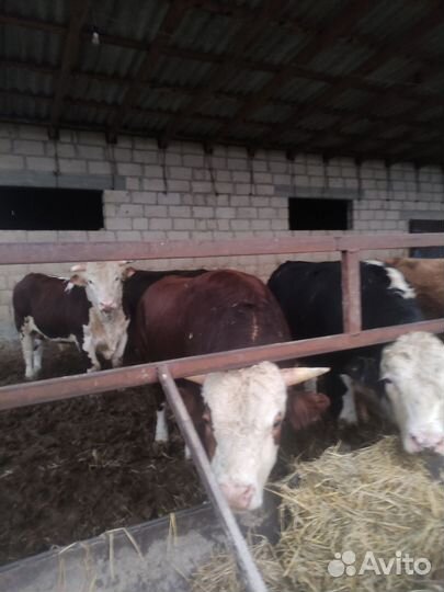 Быки на мясо