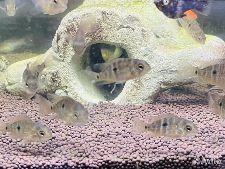 Акара бирюзовая мальки