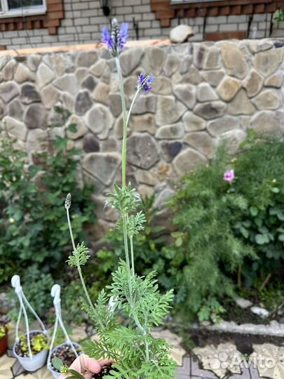 Лаванда Торч Блю F1