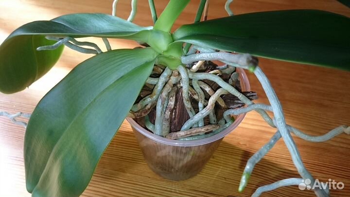 Орхидея фаленопсис