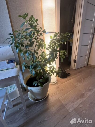 Комнатные цветы