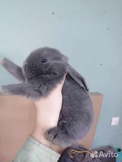 Крольчата французский баран