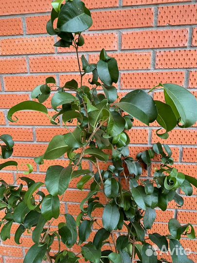 Фикус барок