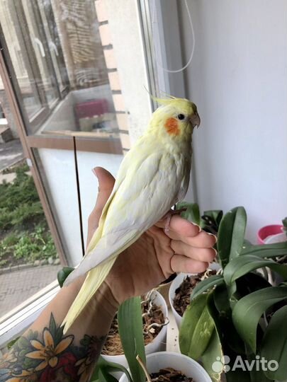 Попугай Корелла и какарики