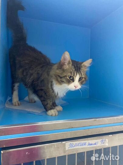 Кошки в добрые руки бесплатно