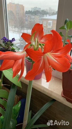 Гиппеаструм