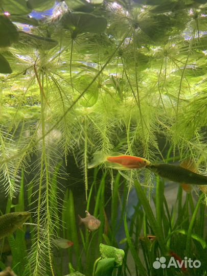 Растения в аквариум