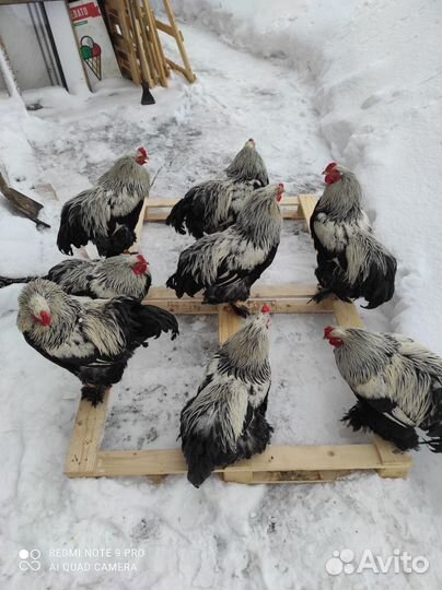 Куры петухи