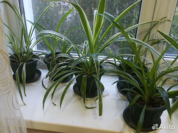 Хлрофитум, Юкка, дифенбахен, кордилина, Ж, счастье