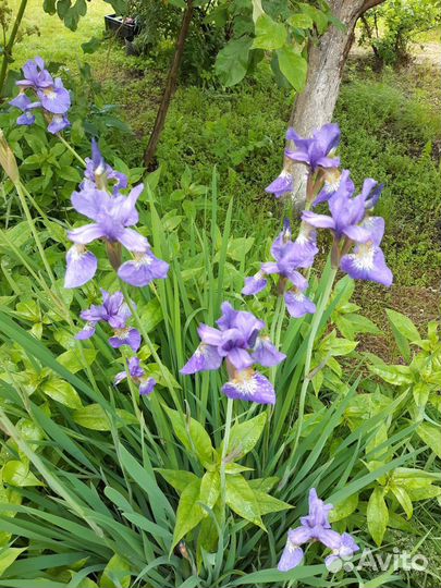 Ирисы, корневище