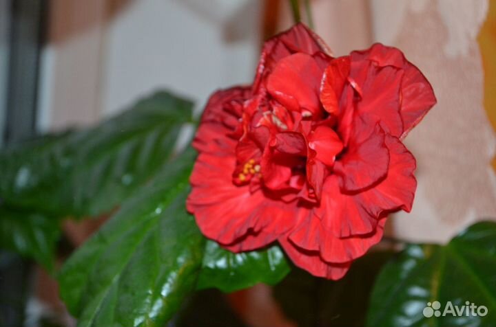 Китайская роза с бесплатной доставкой