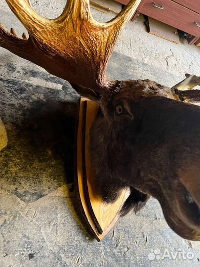 Чучело головы лося