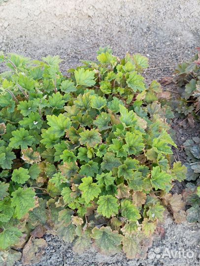 Гейхера, 3-х летняя