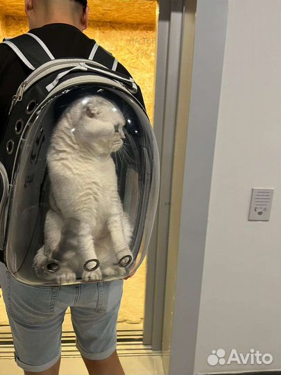 Шотландский вислоухий кот на вязку