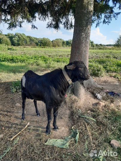 Козел на вязку