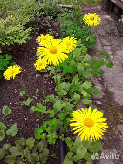 Восточный дороникум (желтая ромашка)