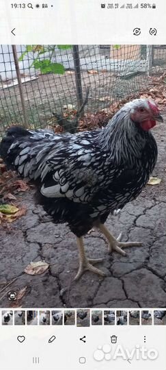 Петух виандот серебро