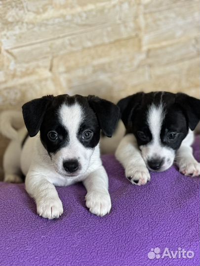 Эксклюзив бело черные щенки