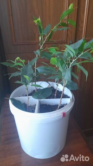 Фикус бенджамина