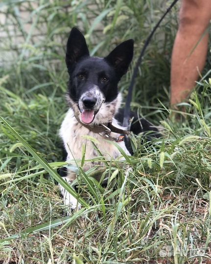 Собака Рита