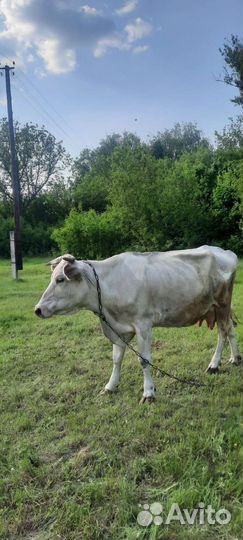 Корова стельная