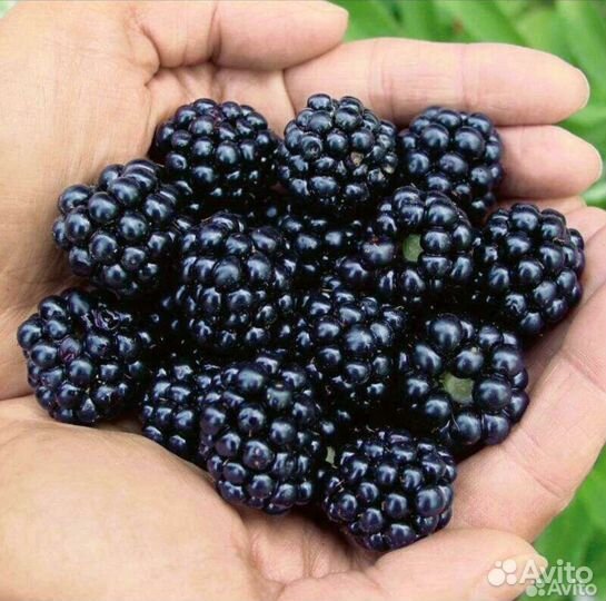 Ежевика Агавам (с шипами). Бронь до 30 июля