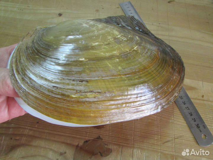 Ракушка-шкатулка, 21х14 см (морская раковина)