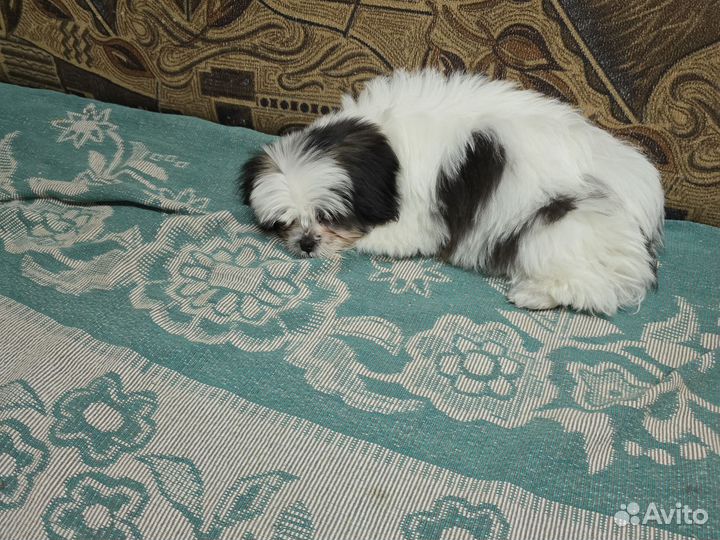 Продажа собак