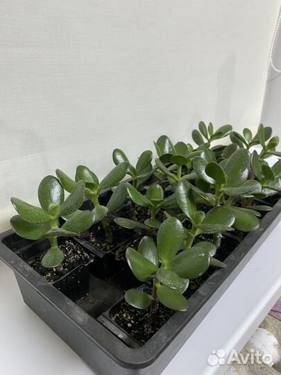 Крассула(Денежное дерево)