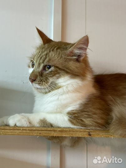Котенок мальчик