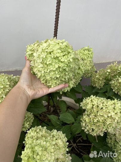 Гортензия литл лайм метельчатая