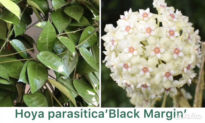 Хойи сортовые